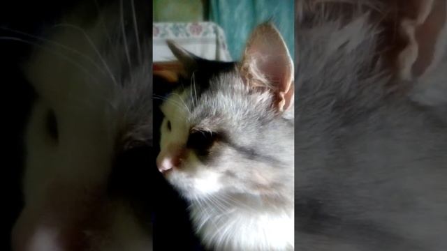 "В СВЯЗЯХ,ПОРОЧАЩИХ СЕБЯ,ЗАМЕЧЕН НЕ БЫЛ..." смотреть онлайн