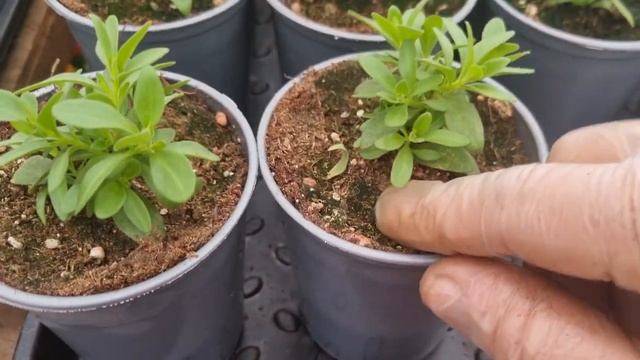 Калибрахоа покорилась мне,покорится и вам.100% калибрахоа Любит такое выращивание❗️ смотреть онлайн