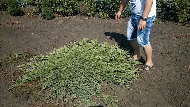 Можжевельник горизонтальный "Prince of Wales" | Plante.md смотреть онлайн