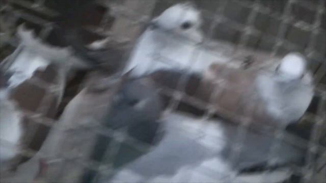 Голубиный рынок. Рязань 6.11.2022 смотреть онлайн