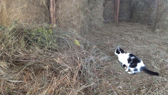 Покрываю Матрену .