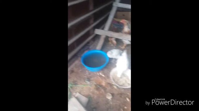 Немного новостей. Куры. Вороны. смотреть онлайн