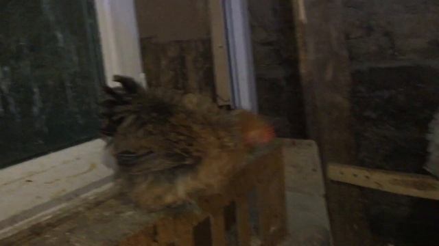 Декоративные кучерявые куры смотреть онлайн