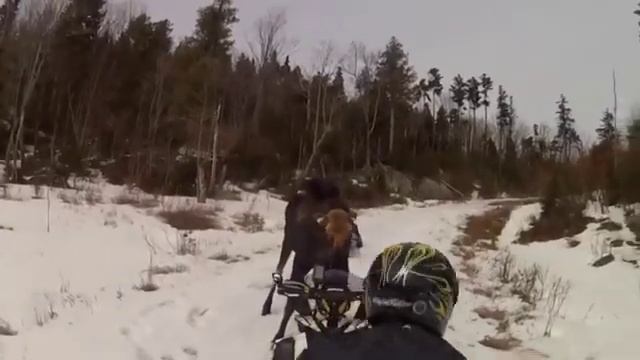 Лось напал на людей Шок смотрим не для слабо нервных смотреть онлайн