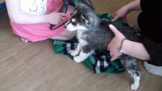 Husky Show-ДЕТЯМ! Лайфхак : как высушить хаски щенка. Grooming Husky Puppy