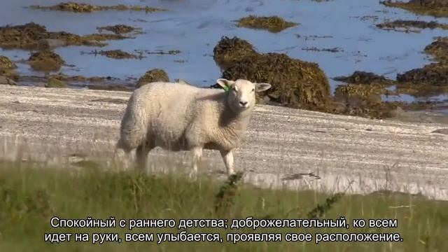 Значение имени Рафик. Толкование, судьба, характер смотреть онлайн