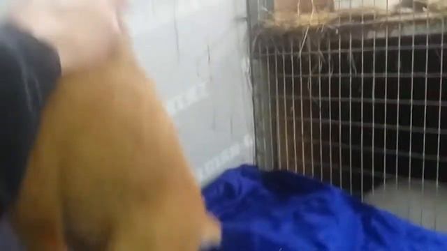 Крольчата бургундской породы кроликов смотреть онлайн