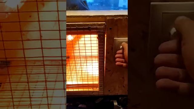 Брудер с димером.