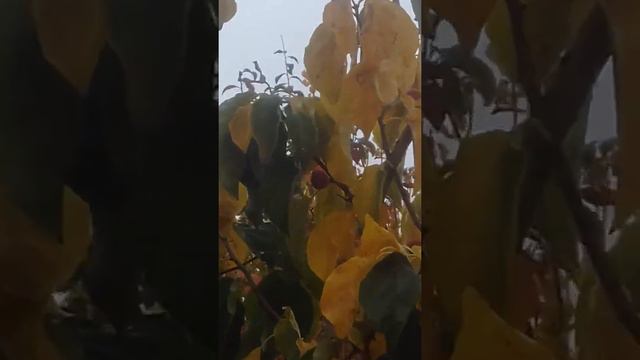 Малина покраснела смотреть онлайн