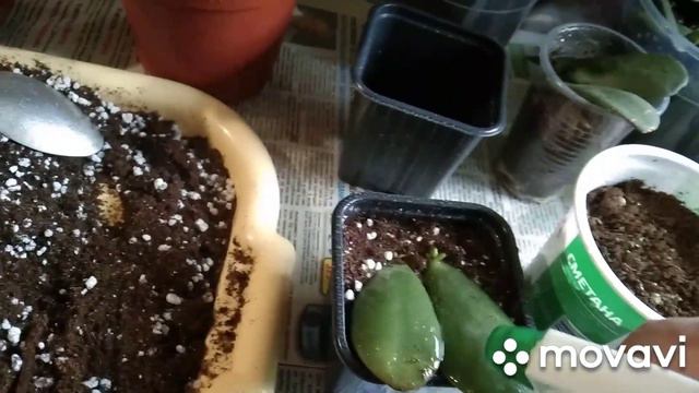 Денежное дерево. смотреть онлайн