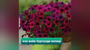 ЗНАКОМСТВО С ПЕТУНИЕЙ СЕРИИ ИЗИ ВЕЙВ. СОРТА КОТОРЫЕ УКРАСЯТ МОЙ ДВОРИК В СЕЗОНЕ 2023.