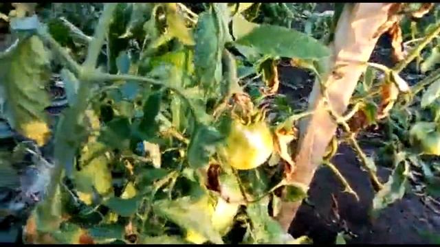 мини плантация томатов | яблочный томат смотреть онлайн