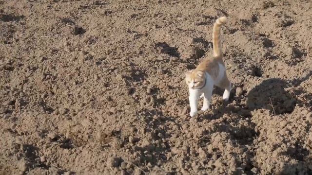 Отзыв заказчицы СК Усадьбы I Каркасный дом для большой семьи, 4 спальни, 126м2 #скусадьбы смотреть онлайн