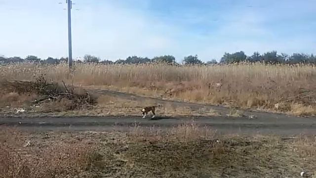 на собаку упал спутник-fxGURU из play marketa смотреть онлайн