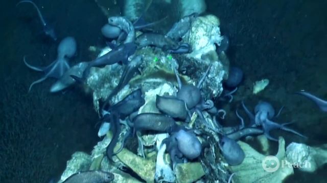 What Is A Whale Fall? смотреть онлайн