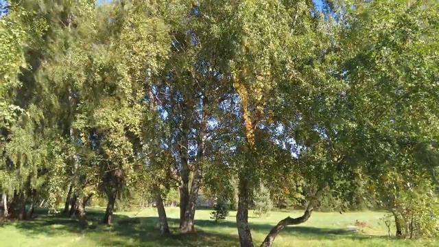 ИГОРЬ ВОЛКОВ - БЕРЕЗЫ (музыка: Игорь Матвиенко; слова: Михаил Андреев)