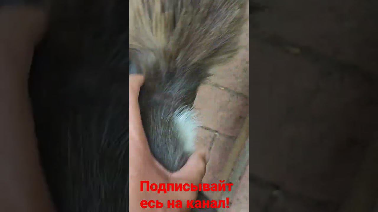 кот Барсик мурлыкает! смотреть онлайн