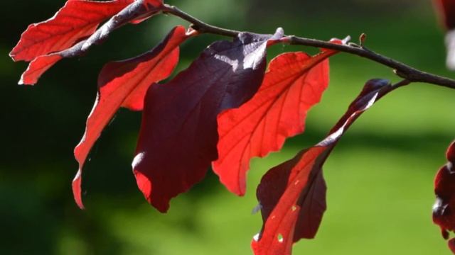 Parrotia persica 'Felicie' (Persian Ironwood) смотреть онлайн