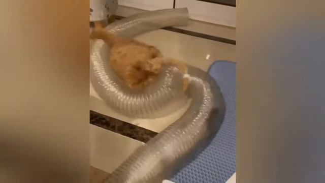 Смешное видео с животных #3 смотреть онлайн