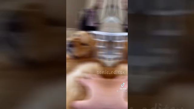золотистый ретривер смотреть онлайн