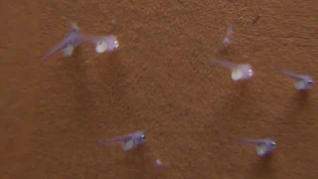 Развитие личинок скалярий (Pterophillum Scalare "Rio Nanay") за 7 минут. смотреть онлайн