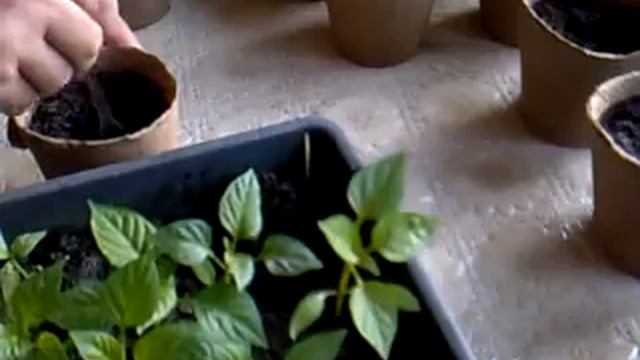 Пересадка перца в торфяные стаканчики смотреть онлайн