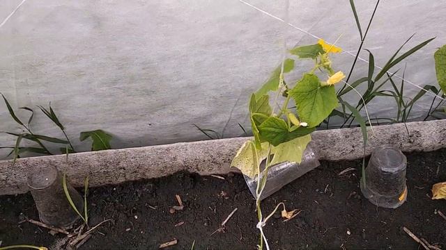 СУСПЕНЗИЯ ХЛОРЕЛЛЫ В ПОМОЩЬ ОГУРЦАМ смотреть онлайн