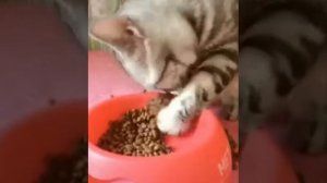 Кошка ест корм лапой