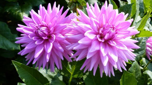 Wunderschöne Dahlien von Mainau F-281(1) - HD смотреть онлайн