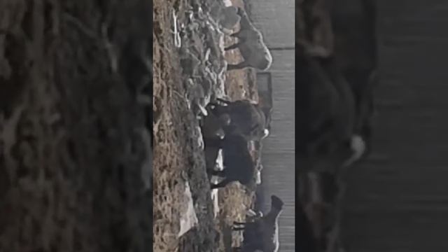 Голодные бараны смотреть онлайн