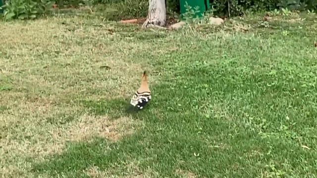 The Grand Hotel Sharm El Sheikh 5* Шарм эль Шейх. Спонтанная поездка, по привлекательной цене! смотреть онлайн