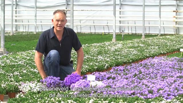 Campanula Addenda® - Our Grower Piet Kuivenhoven_FR