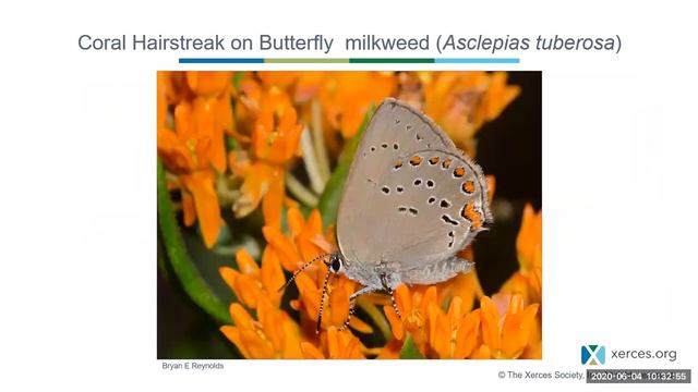 Gardening for Butterflies: East of the Rockies смотреть онлайн