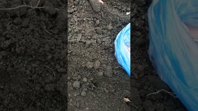 Посадка озимого чеснока под зиму. смотреть онлайн