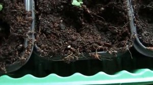 Пикировка рассады клубники! // Секреты хороших урожаев.