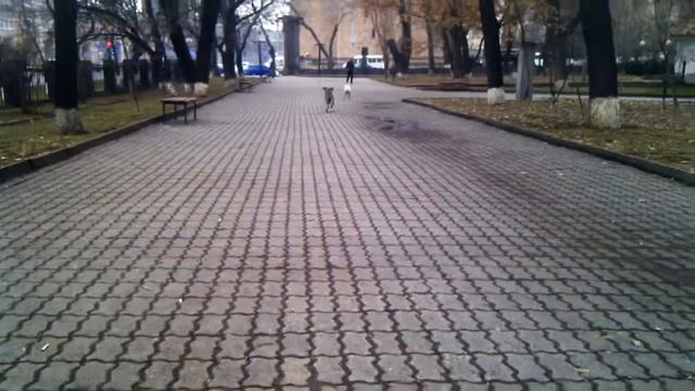 шнауцер Афина и боксер Белка смотреть онлайн