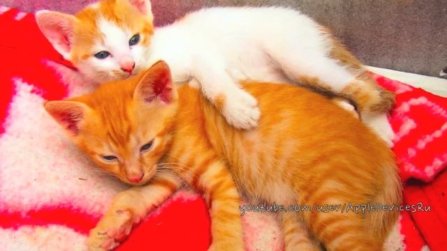 Милые котята, маленькие кошки смотреть онлайн