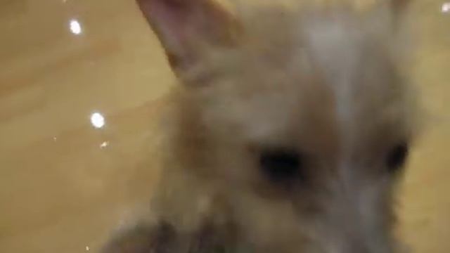 Sammi the Portuguese Podengo смотреть онлайн