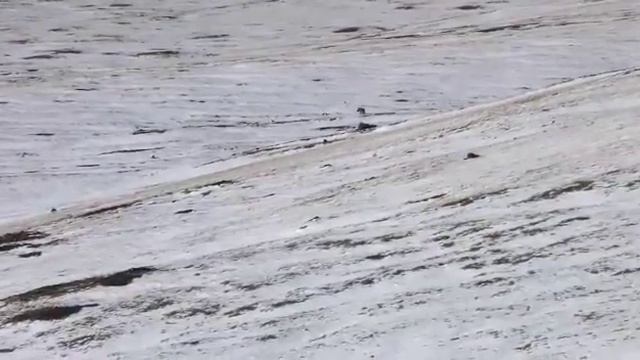 Охота на волка смотреть онлайн