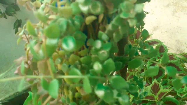 Barsaat Me Garden Ka Overview (with name) (Part 1) ......||RUPA GREEN GARDEN || смотреть онлайн