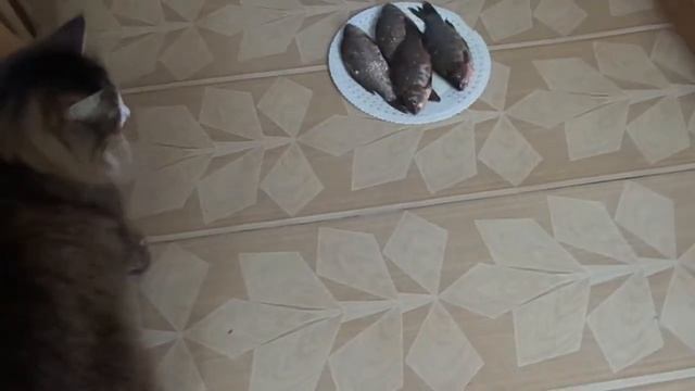 Коты и рыба смотреть онлайн