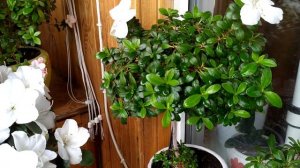 Комнатные цветы. Весенний обзор