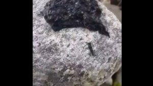 СИМБИОТА ИЗ "ВЕНОМ" НАШЛИ В РЕАЛЬНОСТИ И УЖАСНУЛИ!!!