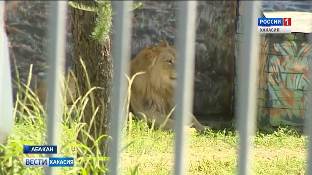 Новые жители в абаканском зоопарке смотреть онлайн
