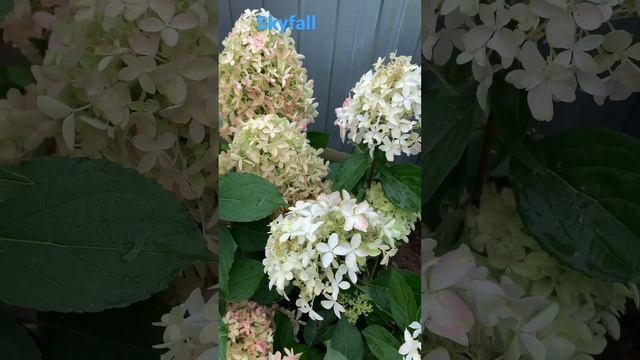 Гортензия Skyfall смотреть онлайн