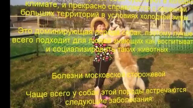 московская сторожевая описание породы содержание и уход смотреть онлайн