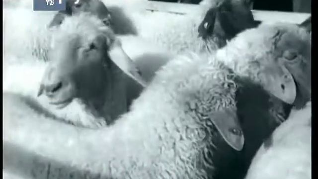 Н. С. Хрущев в Таджикистане смотреть онлайн