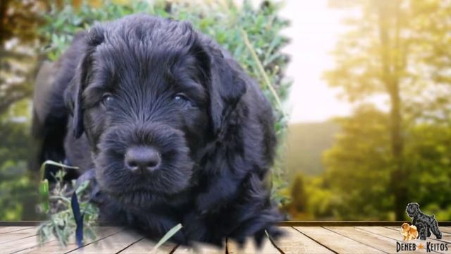 Русский Черный Терьер ДЕНЕБ-КЕЙТОС ЮПИТЕР