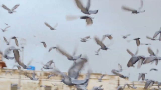 Pigeon Flapping Wings Sound Effect смотреть онлайн
