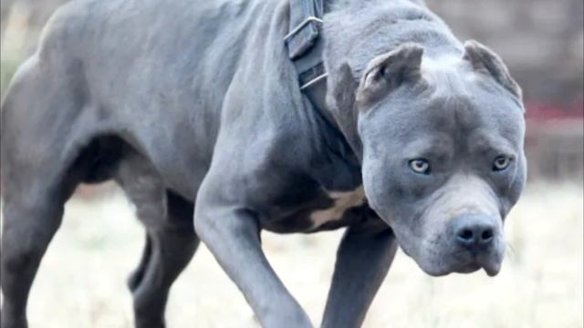 Хозяин предал собаку. Выставил ее за дверь. Пес ничего плохого не сделал!